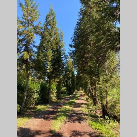 Agreable Chalet Au Milieu Des Sapins La Plaine des Cafres Eksteriør bilde